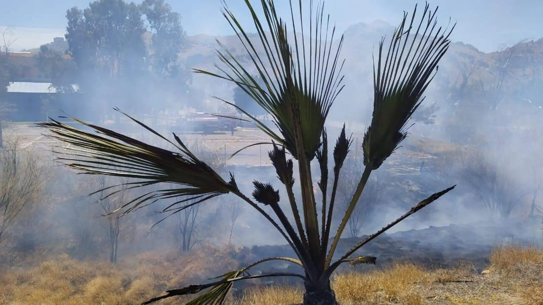 Incendio de maleza en La Sauceda (8)